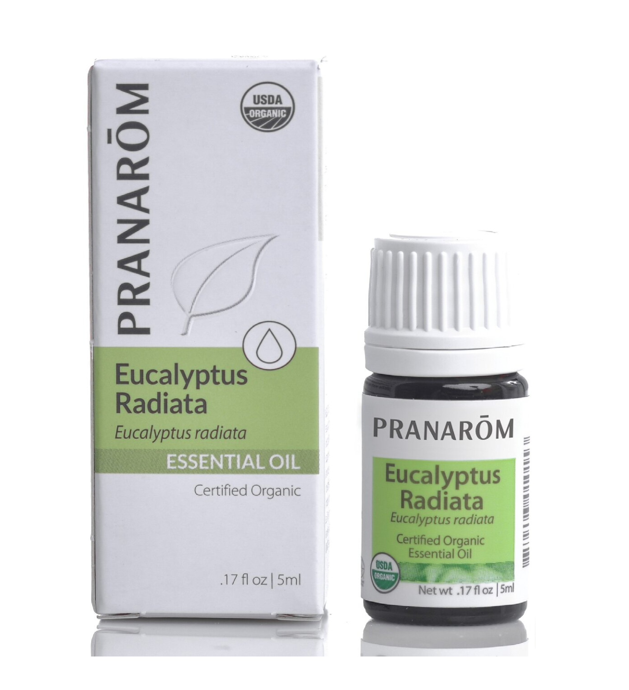 EUCALYTUS radiata.png